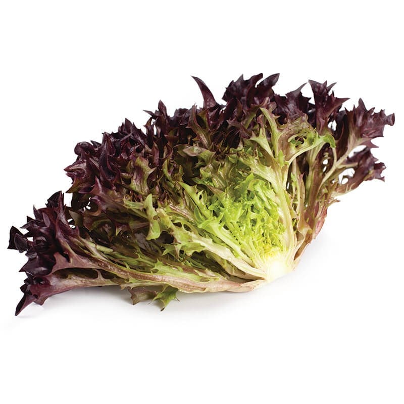 GreenadaEndivyen Kırmızı (İncised  Leaf Red)