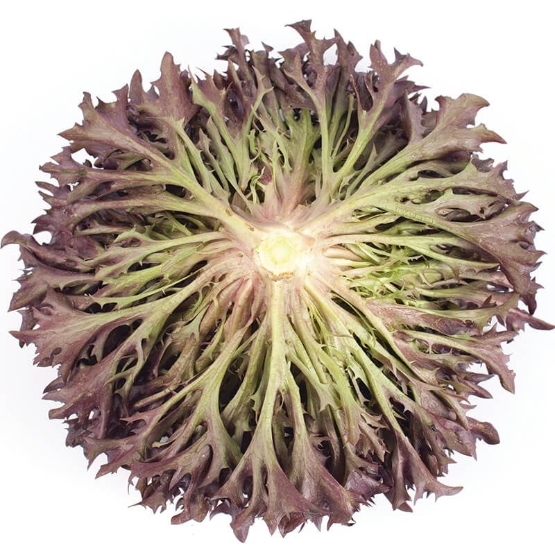 GreenadaEndivyen Kırmızı (İncised  Leaf Red)