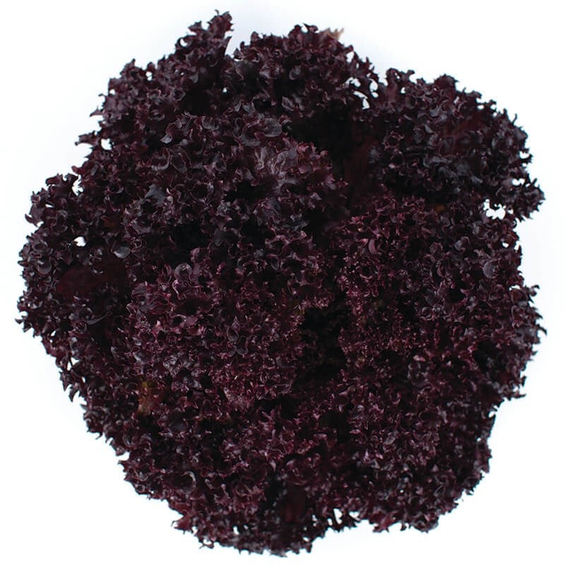 GreenadaKırmızı Lolorosso (Red Curled Leaf)