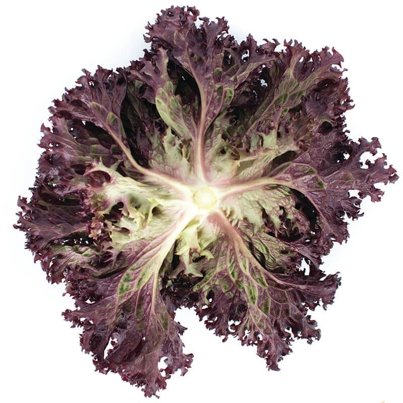 GreenadaKırmızı Lolorosso (Red Curled Leaf)