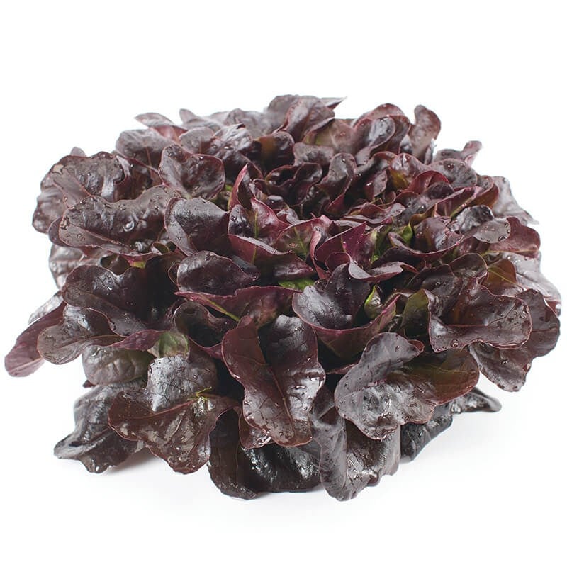 GreenadaKırmızı Palamut (Red Oak Leaf)