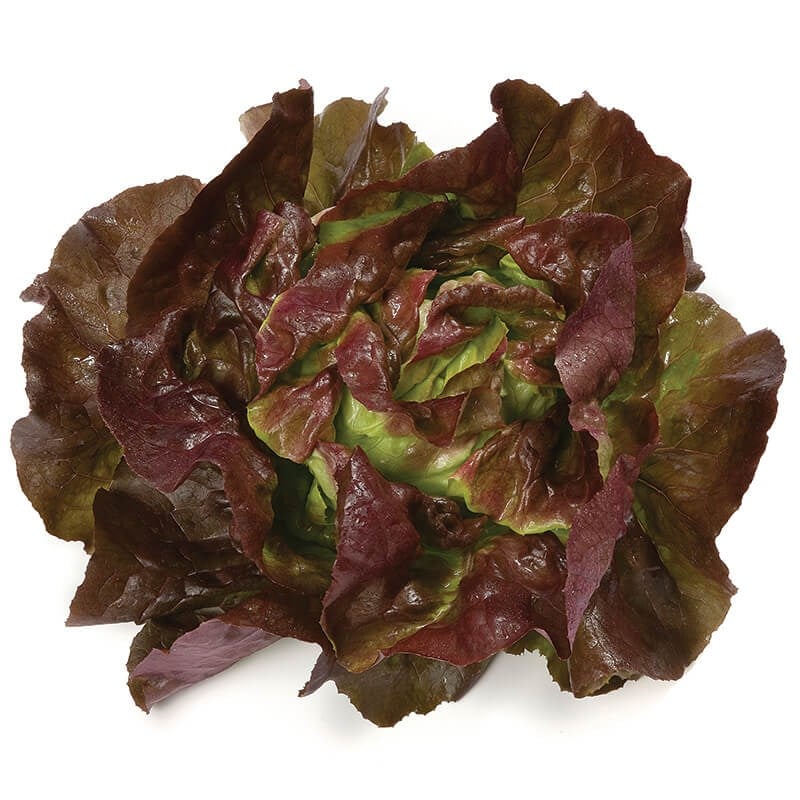 GreenadaKırmızı Yağlı Marul (Red Butterhead)
