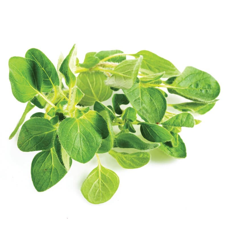 GreenadaOregano (Kekik)