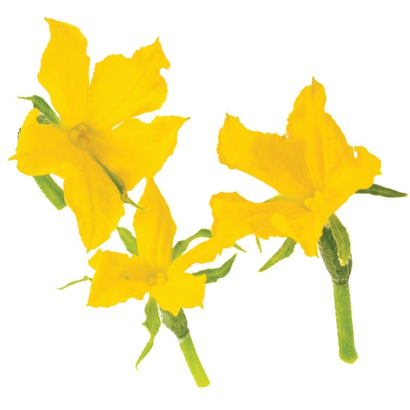 GreenadaSalatalık Çiçeği (Cucumber Flower)