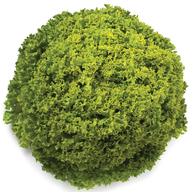 GreenadaYeşil Lolorosso (Green Curled Leaf)