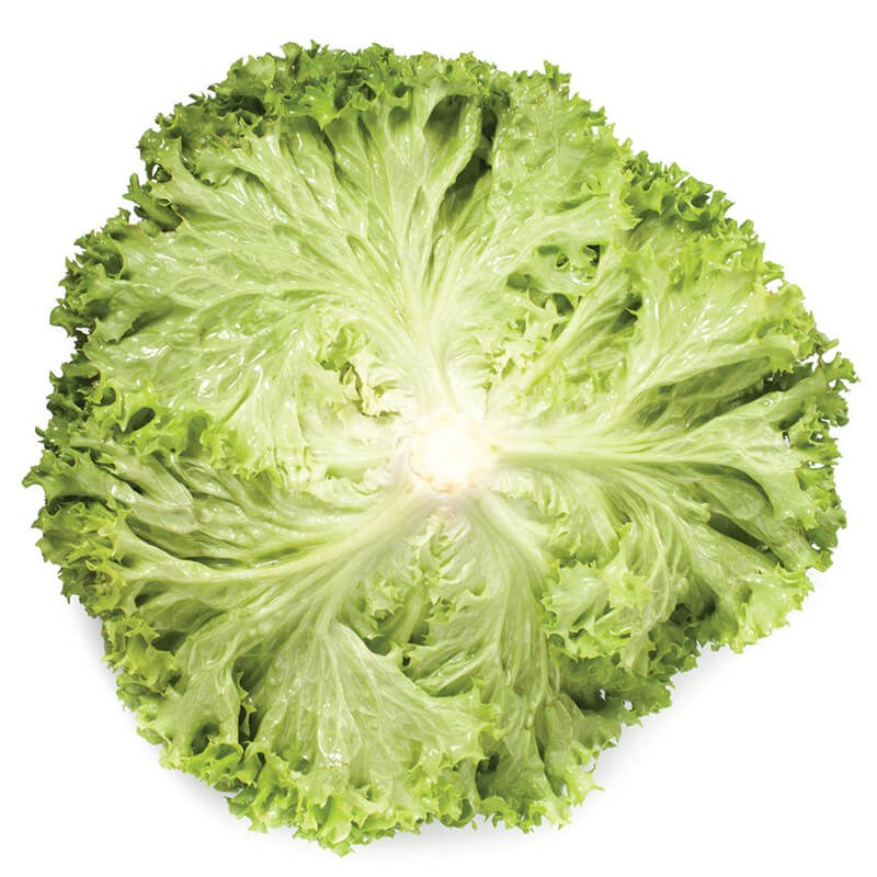 GreenadaYeşil Lolorosso (Green Curled Leaf)