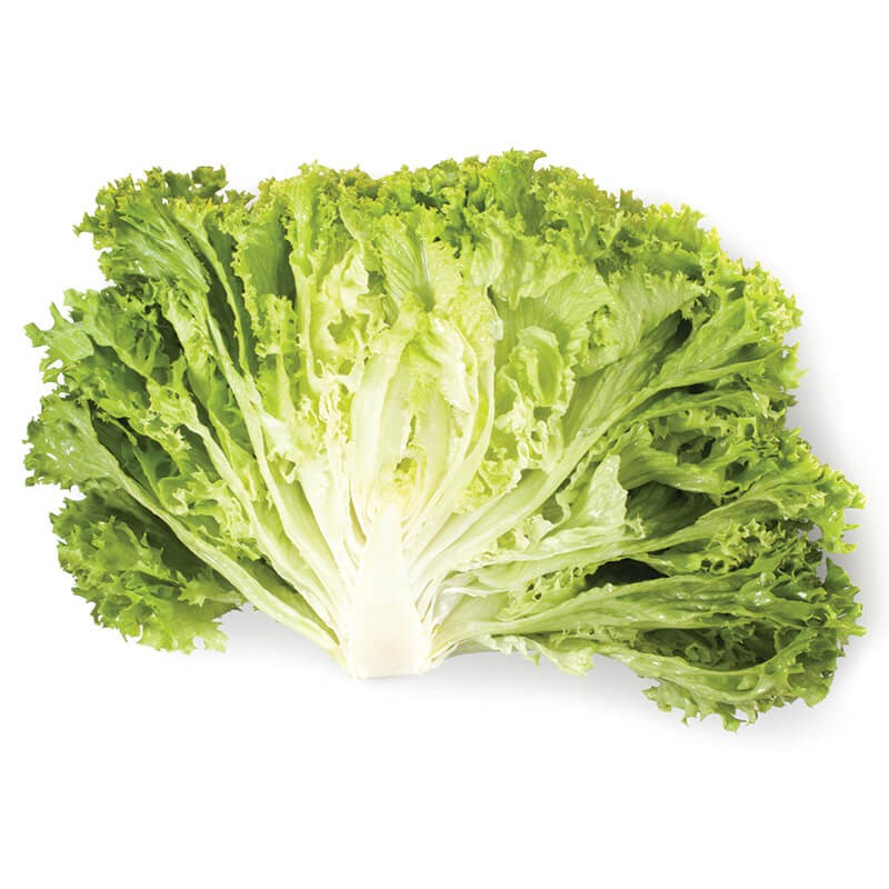 GreenadaYeşil Lolorosso (Green Curled Leaf)