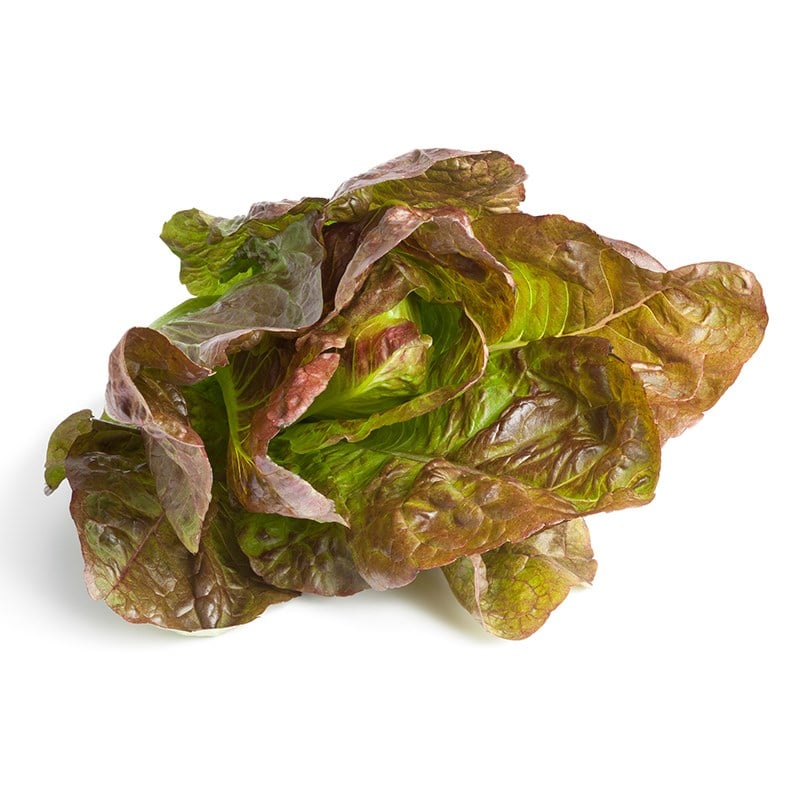 Kırmızı Marul ( Red Lettuce)