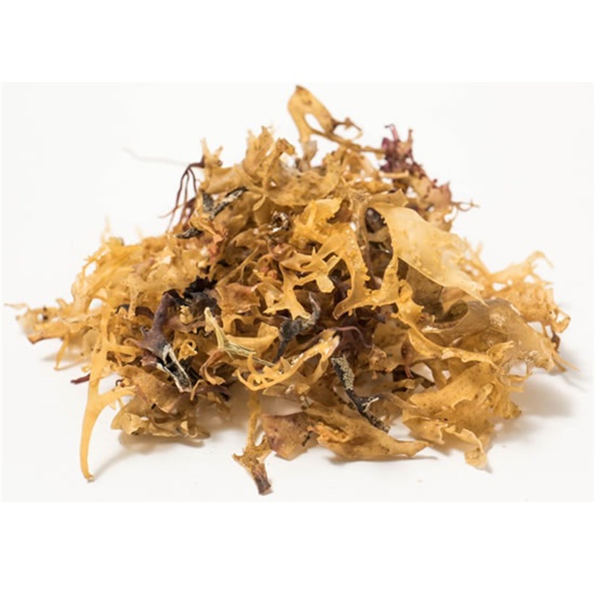 Deniz Kadayıfı (Carragen Chondrus Crispus)