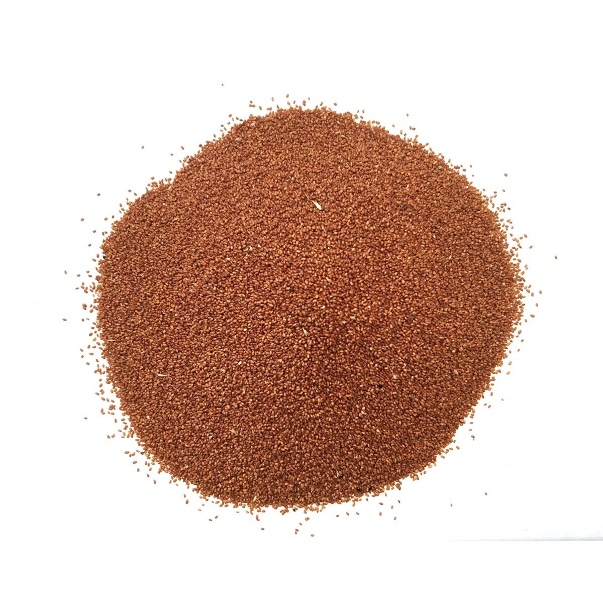 Teff Tohumu (Teff Seeds)