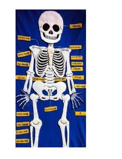 Cırtlı Kavram PanolarıCırtlı İskelet Pano