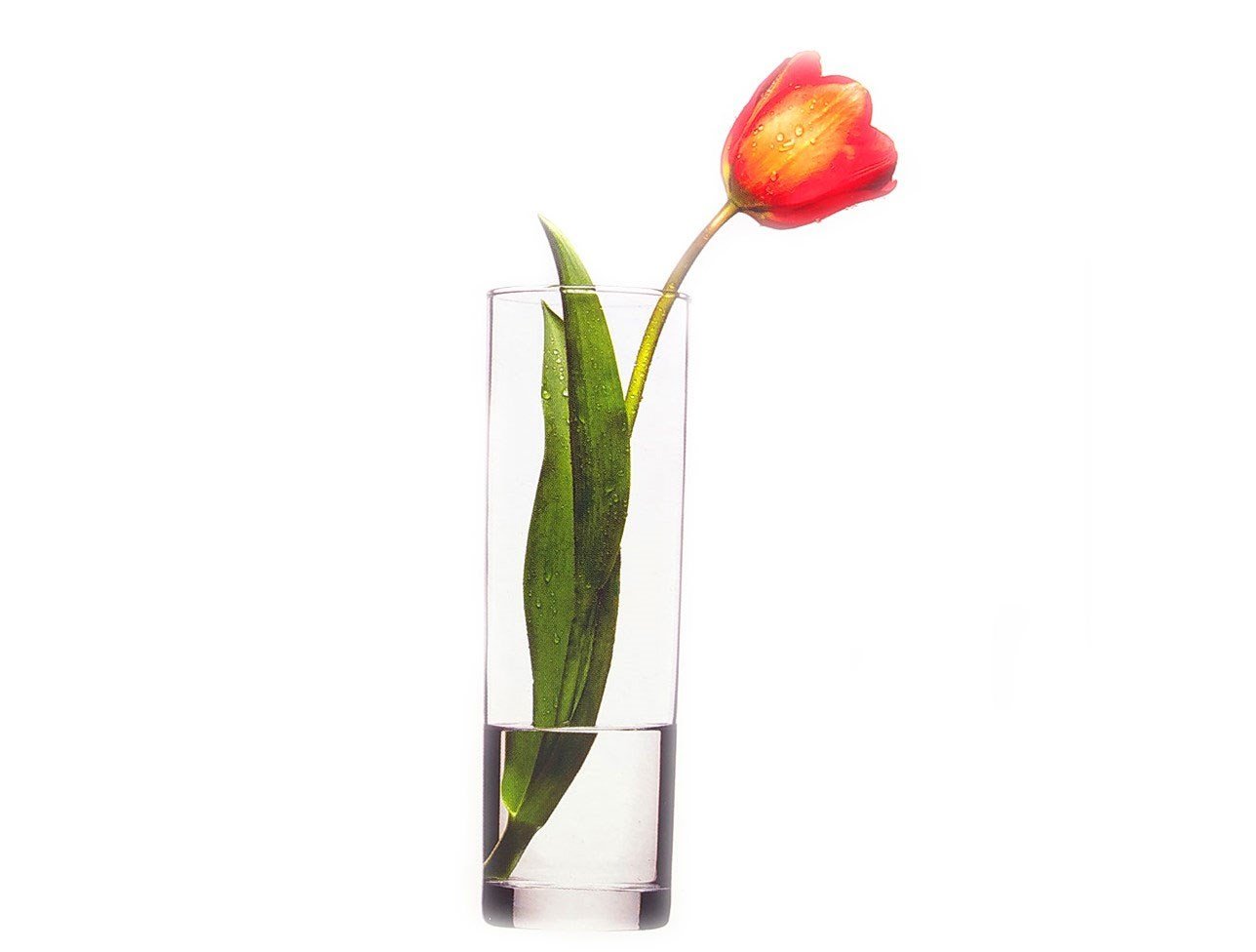 PAŞABAHÇE 43767 VAZO FLORA