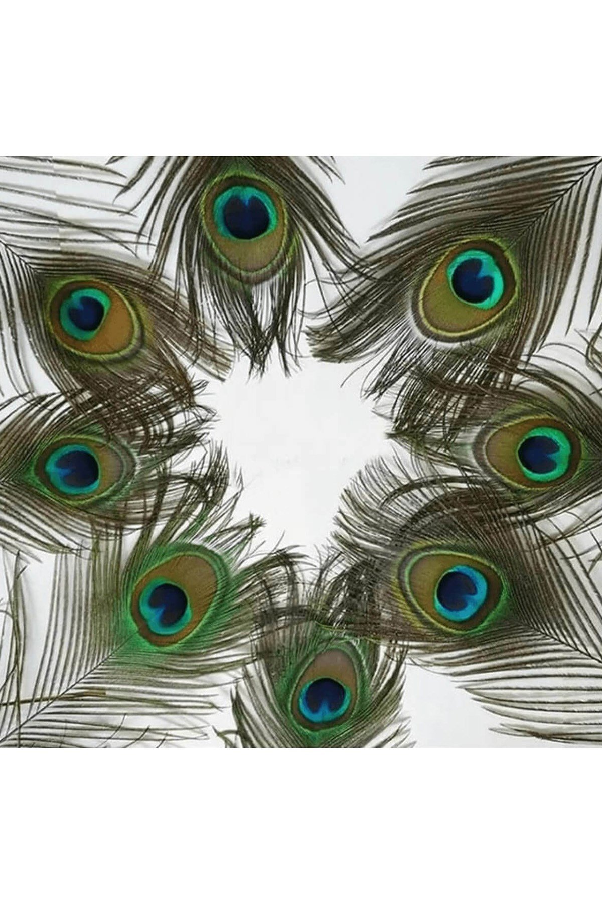 Tavuz Kuşu Tüyü 25-27 cm 1 adet