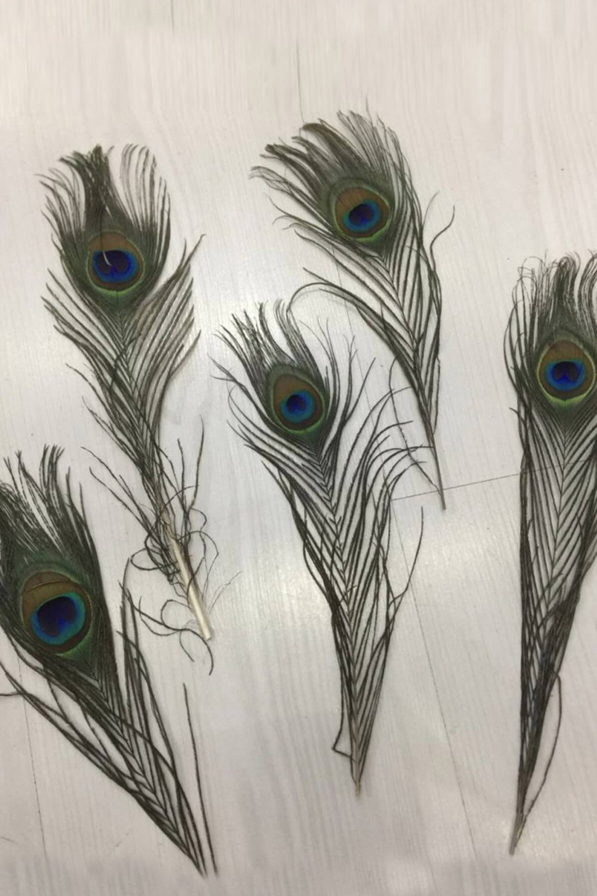 Tavuz Kuşu Tüyü 25-27 cm 1 adet