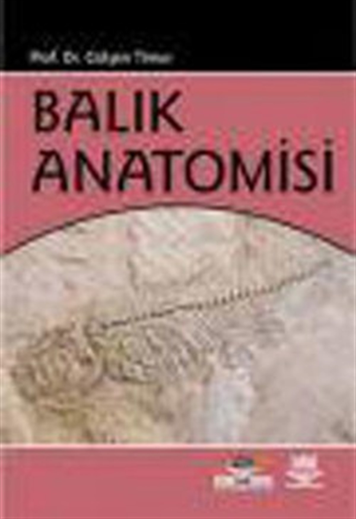 Balık Anatomisi