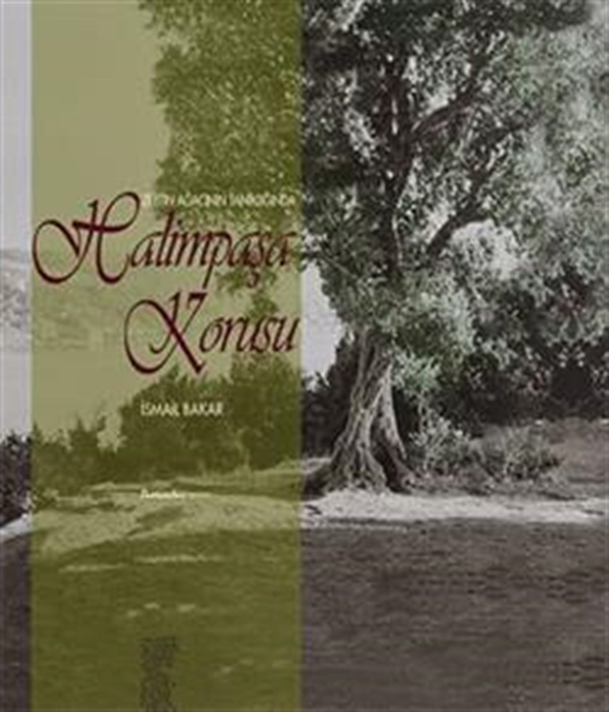 Zeytin Ağacının Tanıklığında Halimpaşa Korusu