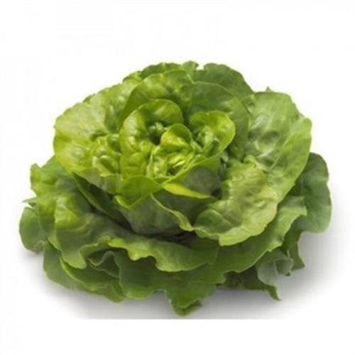 Yağlıbaş Gül, İzmir (adet)