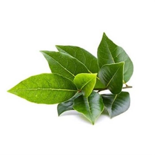 Çatalca Defne Yaprağı (100 gr)