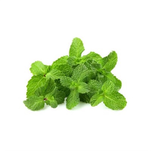 Çatalca Nane (100 gr)