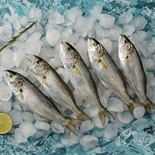 Çinekop (500 gr) Balık Ye