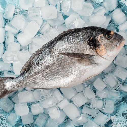 Çipura, Büyük Boy (500 gr) Balık Ye