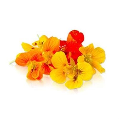 Limon Çiçeği, Antalya - Chimera (25 gr,paket)