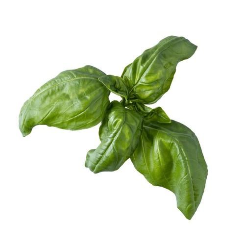 Fesleğen (25 gr) Plant Factory