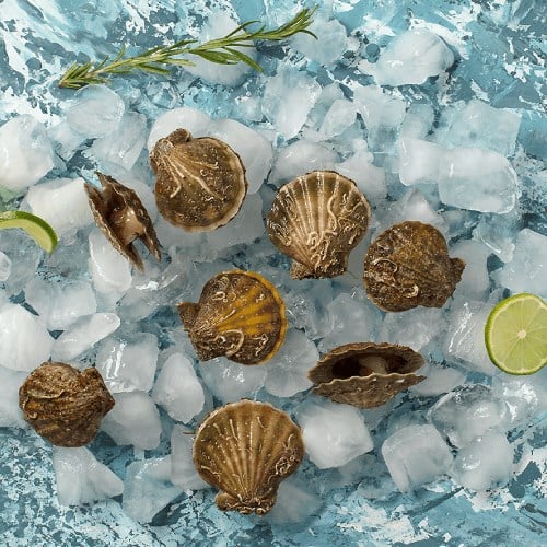 İstiridye (500 gr) Balık Ye