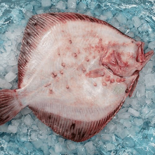 Kalkan (3 - 5 kg) Balık Ye