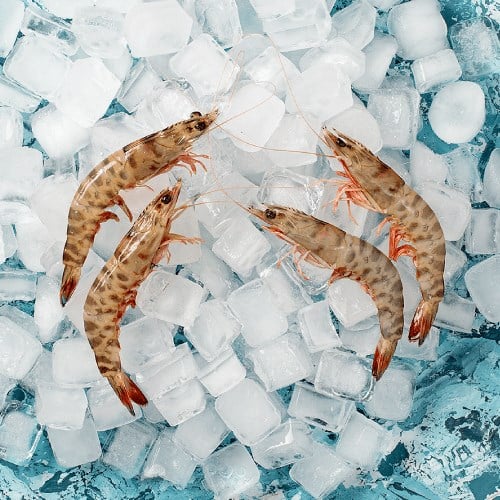 Karides, Karabiga (500 gr) Balık Ye