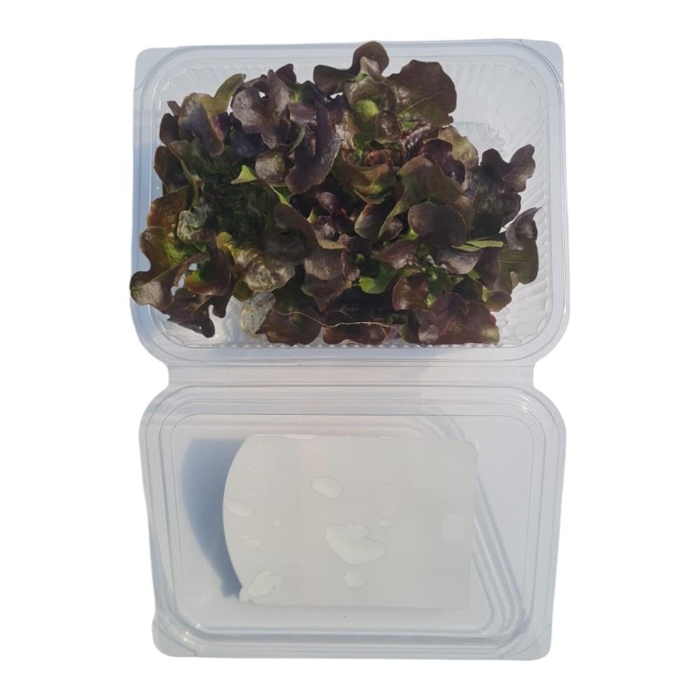 Kırmızı  Palamut (100 gr) Medel Greens