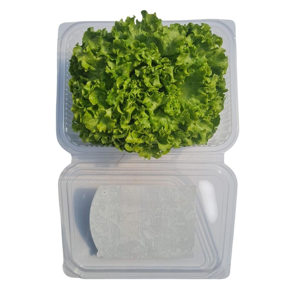 Kıvırcık  (150 gr) Medel Greens