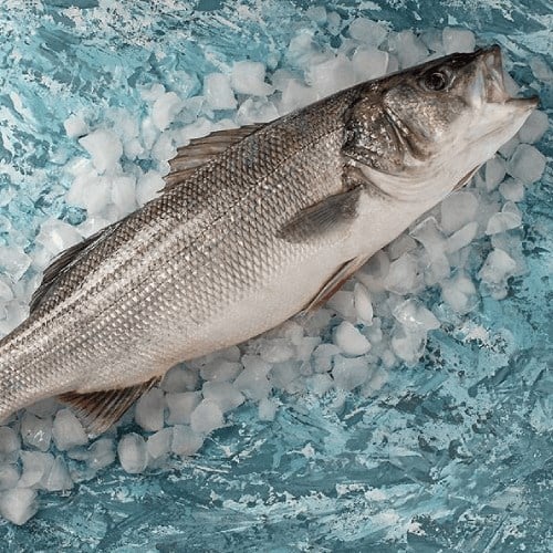 Levrek, İri Boy (700 gr) Balık Ye