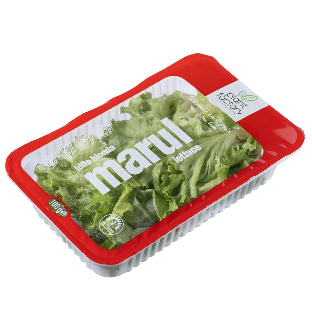 Lolobionda Marul (100 gr) Plant Factory