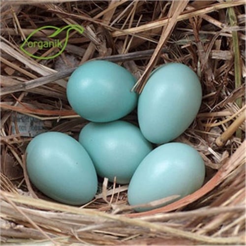 Organik Mavi Yumurta (6'lı paket) Dağköyü Organik