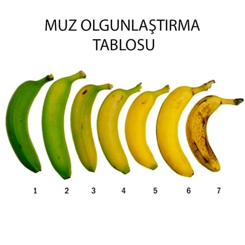 Organik Muz (3 kg) Talat Çelik Bahçesi-Mersin