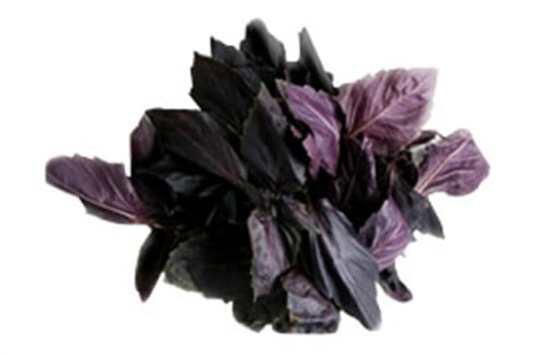 Organik Reyhan (demet)