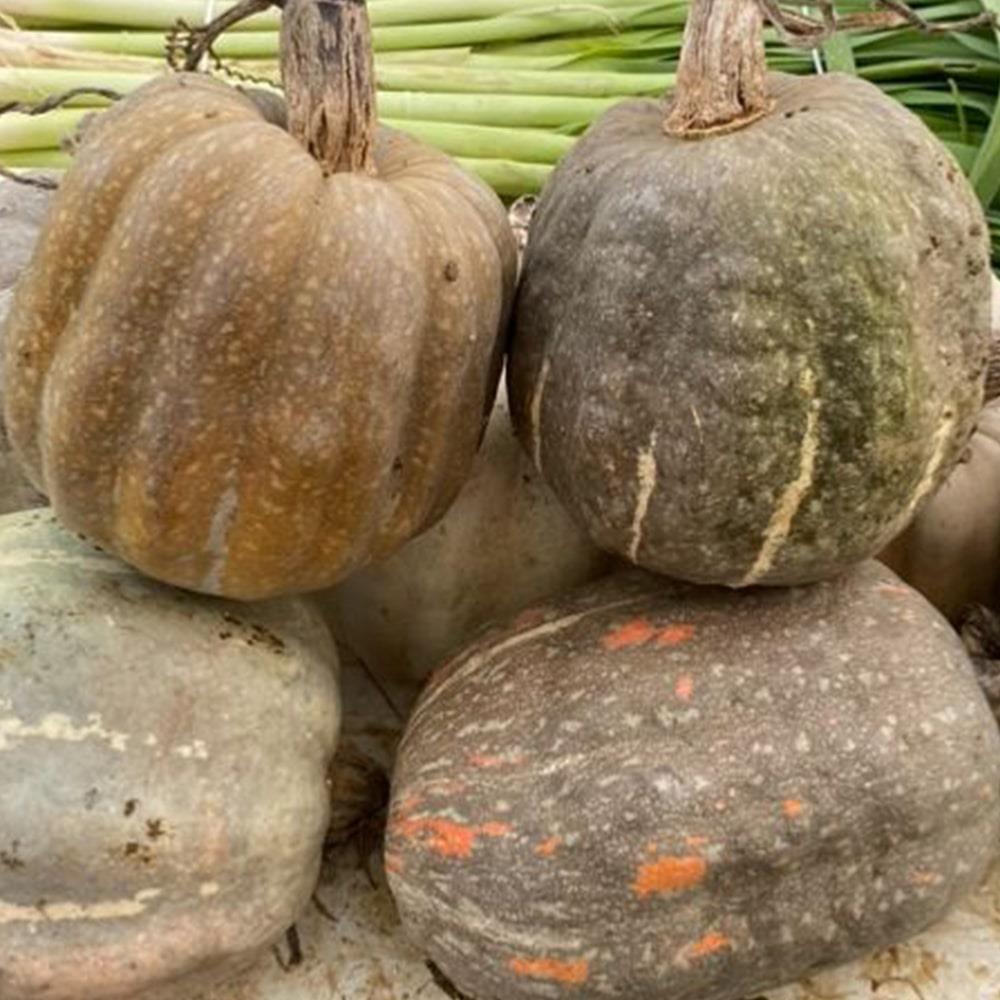 Organik Sarı Bal Kabak (2 - 2,5 kg) Pulur Organik - Yalova