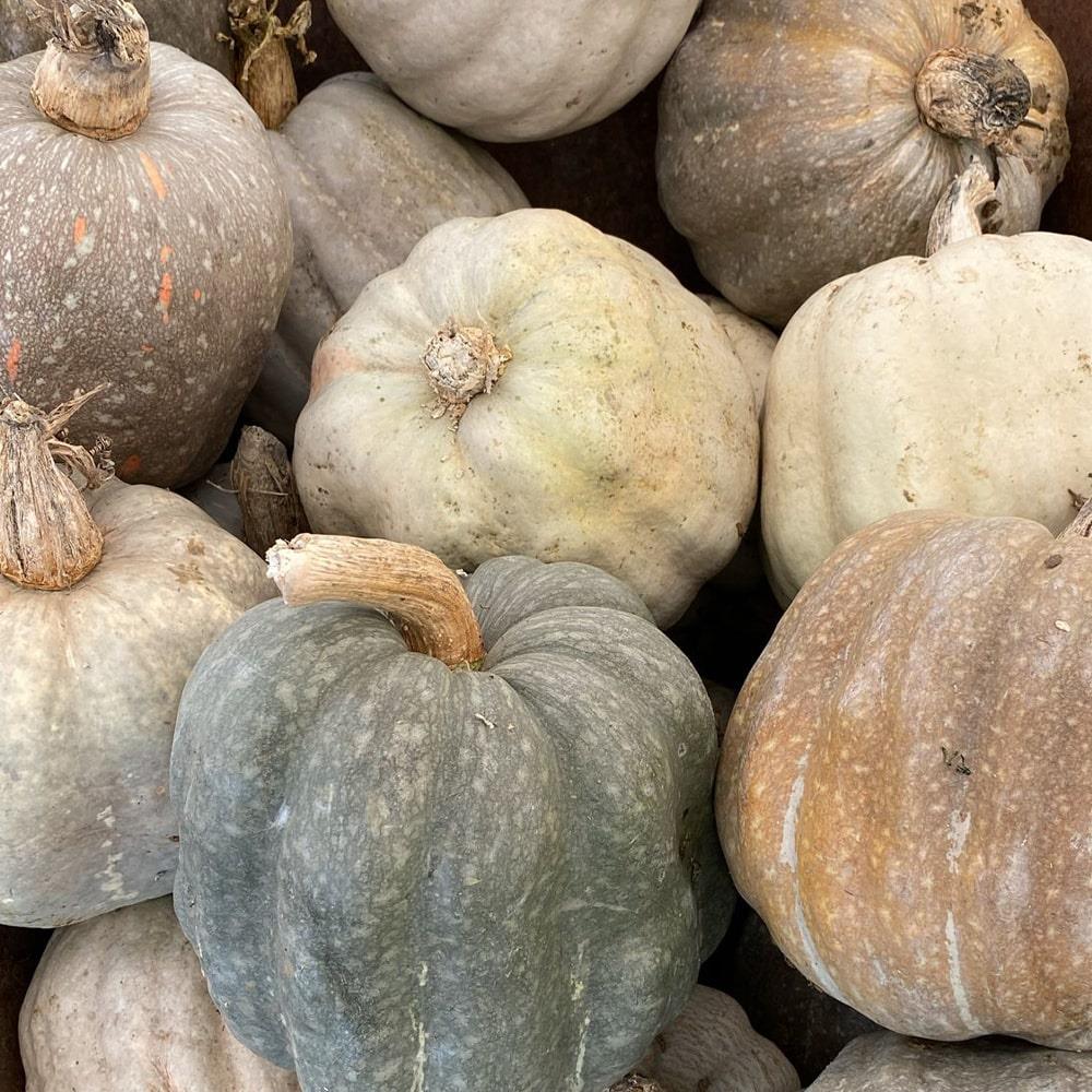 Organik Sarı Bal Kabak (2 - 2,5 kg) Pulur Organik - Yalova