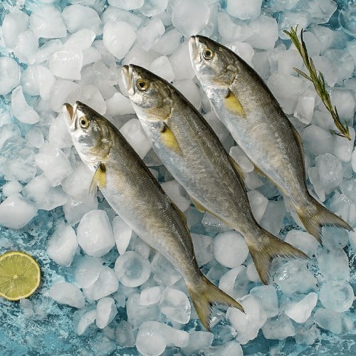 Sarıkanat (500 gr) Balık Ye