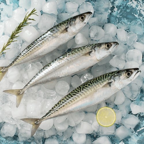 Uskumru (500 gr) Balık Ye