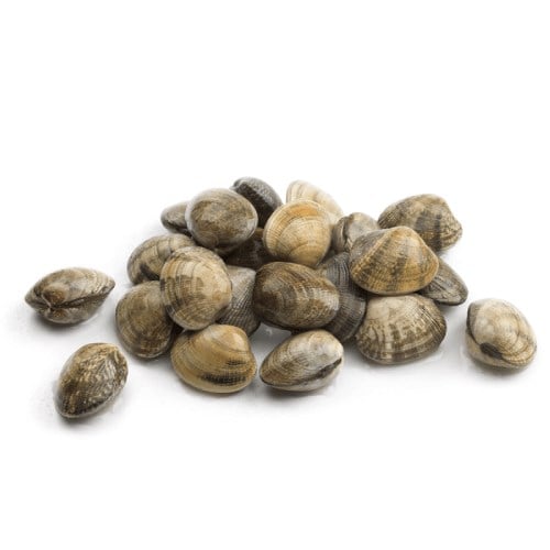 Vongole (500 gr) Balık Ye