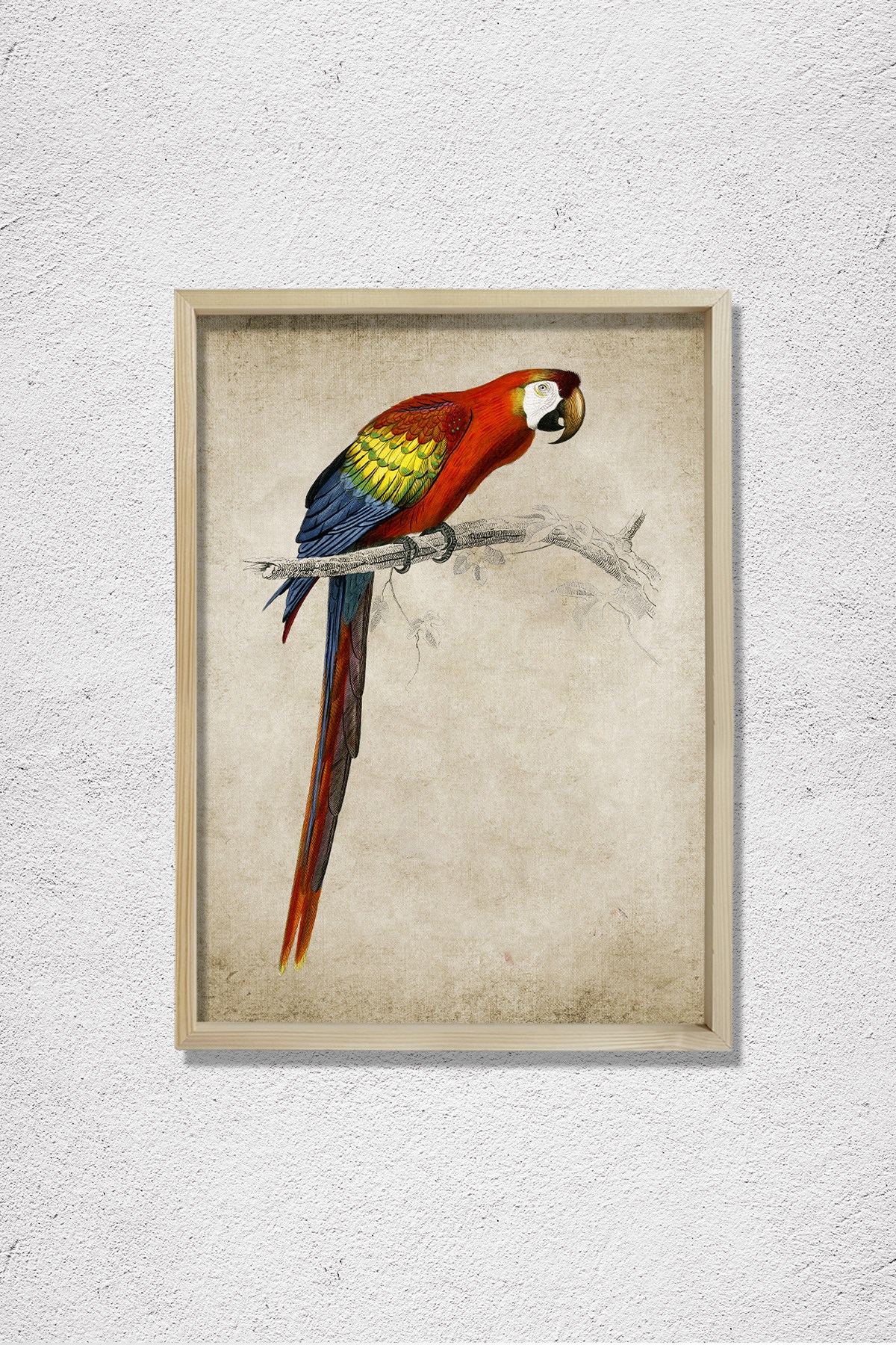 Amerika Papağanı (Ara Canga) 1806 Doğal Ahşap Duvar Tablosu