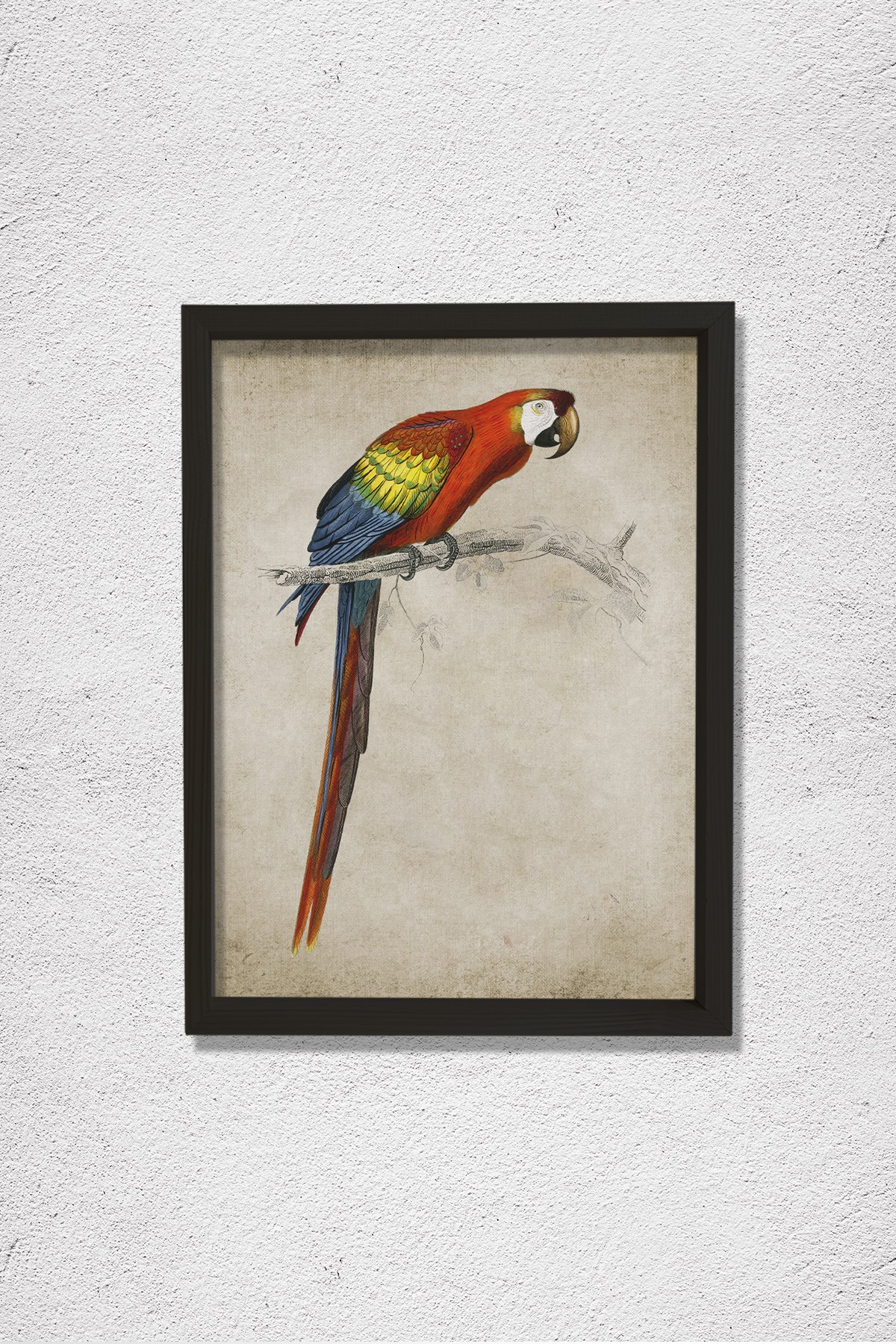 Amerika Papağanı (Ara Canga) 1806 Doğal Ahşap Duvar Tablosu