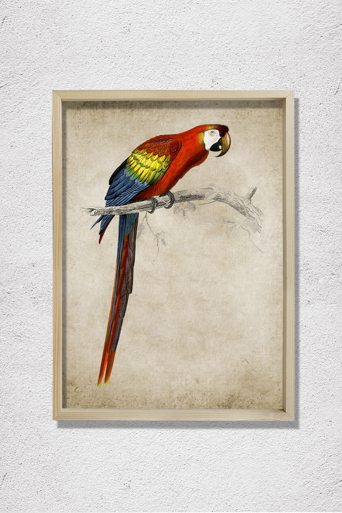 Amerika Papağanı (Ara Canga) 1806 Doğal Ahşap Duvar Tablosu