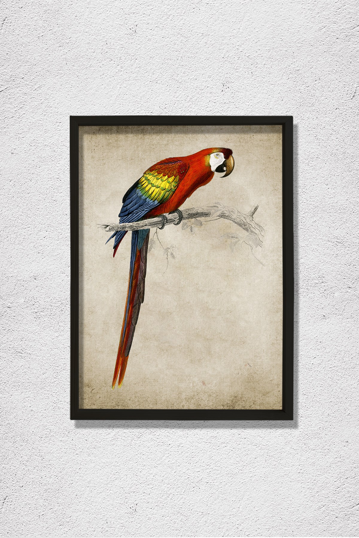 Amerika Papağanı (Ara Canga) 1806 Doğal Ahşap Duvar Tablosu