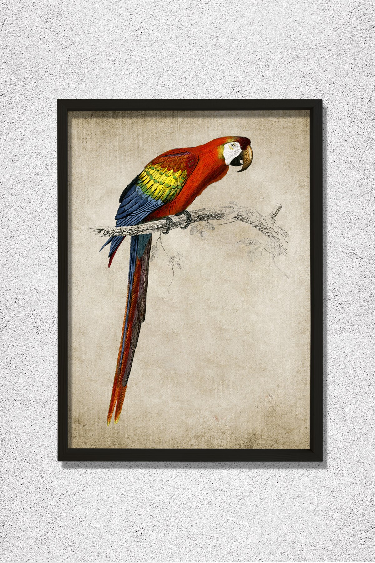 Amerika Papağanı (Ara Canga) 1806 Doğal Ahşap Duvar Tablosu
