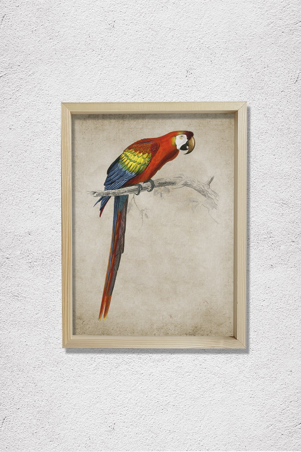 Amerika Papağanı (Ara Canga) 1806 Doğal Ahşap Duvar Tablosu