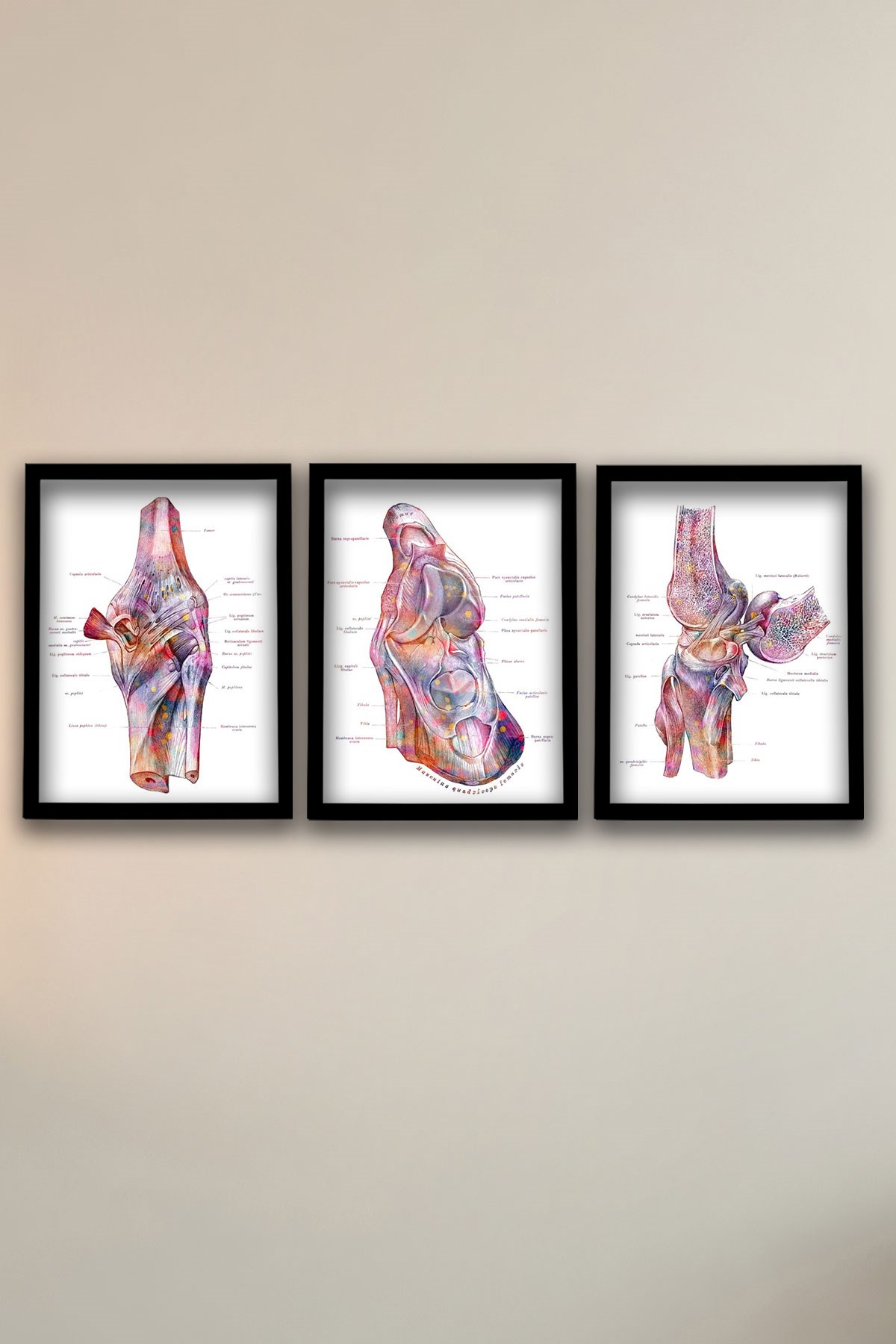 Anatomik Tablo, Doktor Hediyesi, Diz Eklemi Anatomisi, Ayak Tendonları ve Ligamentleri Yapısı Doktor Odası  Duvar Tablosu 3 lü