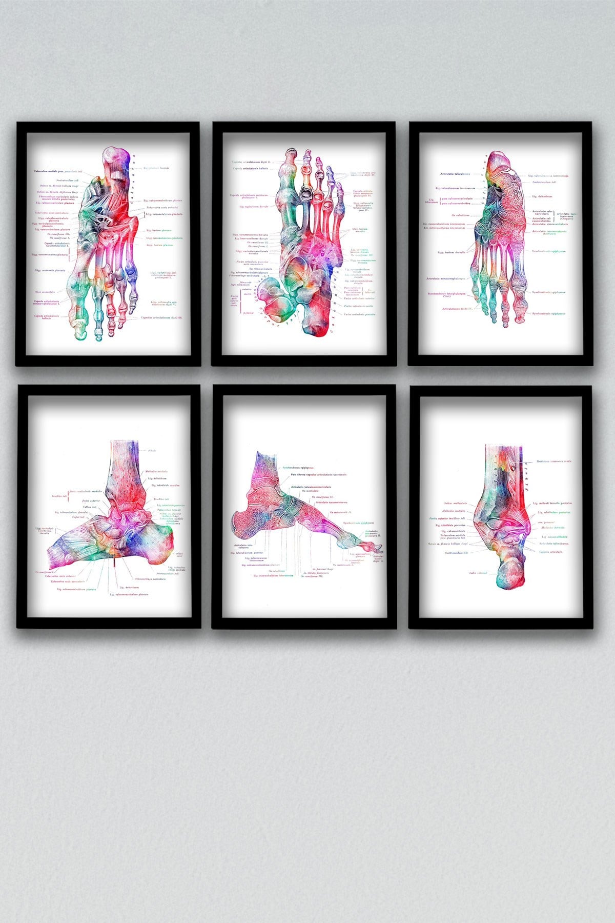 Anatomik Tablo, Doktor Hediyesi, Ortopedi, Ayak Kemikleri, Doktor Odası  Duvar Tablosu 6 lı